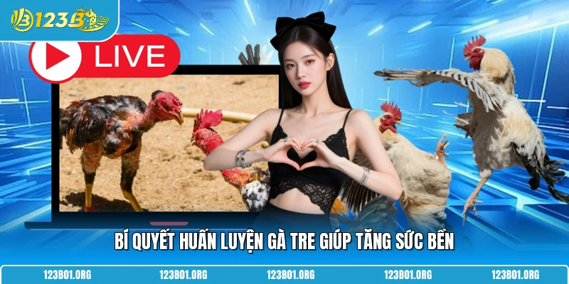 Bí quyết huấn luyện gà tre giúp tăng sức bền