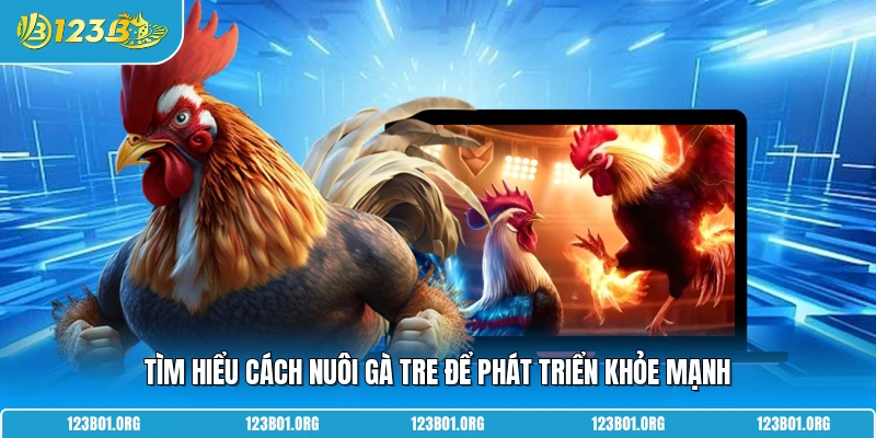 Tìm hiểu cách nuôi gà tre để phát triển khỏe mạnh